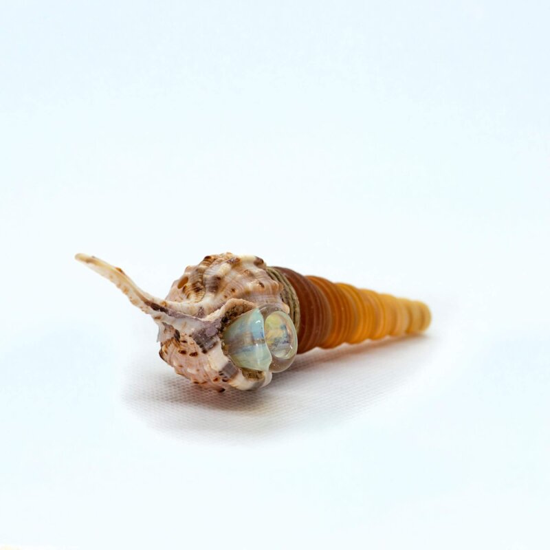 Pointed Nose Seashell Pipe